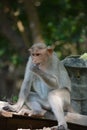 Monkey Royalty Free Stock Photo