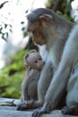 Monkey Royalty Free Stock Photo