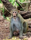 Monkey moods ! Royalty Free Stock Photo