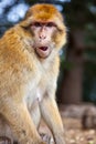 Monkey - Morocco Royalty Free Stock Photo
