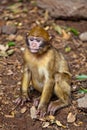 Monkey - Morocco Royalty Free Stock Photo