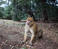 Monkey - Morocco Royalty Free Stock Photo
