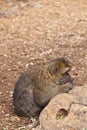 Monkey Morocco Royalty Free Stock Photo