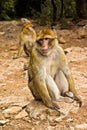 Monkey - Morocco Royalty Free Stock Photo