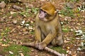 Monkey - Morocco Royalty Free Stock Photo