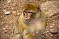 Monkey - Morocco Royalty Free Stock Photo