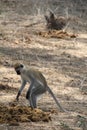 Monkey ,most beautfully creature which attracts most tourist at ruaha national park Royalty Free Stock Photo