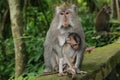 Monkey mother Royalty Free Stock Photo