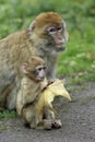 Monkey mother with Baby