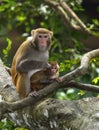 The monkey mother and baby Royalty Free Stock Photo