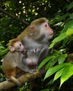 The monkey mother and baby Royalty Free Stock Photo