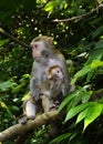 The monkey mother and baby Royalty Free Stock Photo