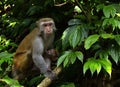 The monkey mother and baby Royalty Free Stock Photo