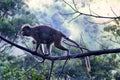 Monkey mother with baby