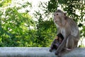 Monkey mother with baby love