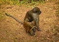 Monkey mother baby zoo brown Royalty Free Stock Photo