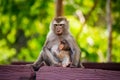 Monkey mother breastfeeding her baby in Phuket. Thailand. Macaca leonina. Northern Pig-tailed Macaque Royalty Free Stock Photo