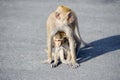 Monkey mother care for their children Royalty Free Stock Photo