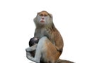 monkey mother (cercopithecus patas ) breastfeeds baby isolated on white background