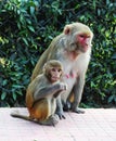 Monkey mother and child