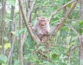 Monkey mother and child on a tree Royalty Free Stock Photo