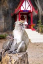 Monkey mother feeds her baby