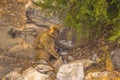 Monkey mother with her baby in Gibraltar Royalty Free Stock Photo