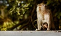 Monkey mother and her baby in nature,Macaca fascicularis crab-eating or long-tailed macaque Royalty Free Stock Photo