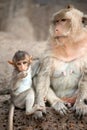 Monkey mother and her baby. Royalty Free Stock Photo