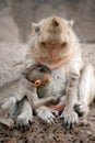 Monkey mother and her baby. Royalty Free Stock Photo