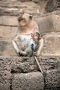 Monkey mother and her baby. Royalty Free Stock Photo