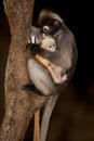 Monkey mother and her baby on tree ( Presbytis obscura reid). Royalty Free Stock Photo