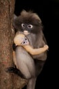 Monkey mother and her baby on tree ( Presbytis obscura reid). Royalty Free Stock Photo