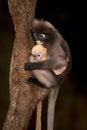 Monkey mother and her baby on tree ( Presbytis obscura reid ). Royalty Free Stock Photo