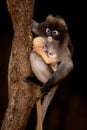 Monkey mother and her baby on tree ( Presbytis obscura reid ). Royalty Free Stock Photo