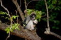 Monkey mother and her baby on tree ( Presbytis obscura reid ). Royalty Free Stock Photo