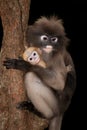 Monkey mother and her baby on tree ( Presbytis obscura reid ). Royalty Free Stock Photo