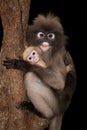 Monkey mother and her baby on tree ( Presbytis obscura reid ). Royalty Free Stock Photo