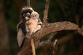 Monkey mother and her baby on tree ( Presbytis obscura reid ). Royalty Free Stock Photo