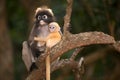 Monkey mother and her baby on tree ( Presbytis obscura reid ). Royalty Free Stock Photo