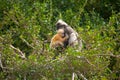 Monkey mother and her baby on tree ( Presbytis obscura reid ). Royalty Free Stock Photo