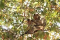 The monkey mother is looking after the monkey babies on the tree Royalty Free Stock Photo