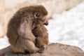Monkey mother love Royalty Free Stock Photo