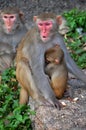 Monkey mother protect baby monkey