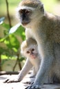 Monkey Mother protecting her Child