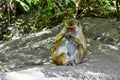 A monkey mother removing fleas from her baby Royalty Free Stock Photo