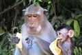 Monkey mother teaches baby to eat banana Royalty Free Stock Photo