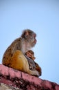 Monkey Royalty Free Stock Photo