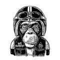 Monkey in the motorcycle helmet and glasses. Vintage black engraving Royalty Free Stock Photo