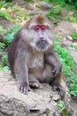 Monkey at Mount Emei